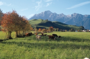Unser Haus, in sonniger Lage im Becken von Saalfeldner im Hintergund das Steinerne Meer