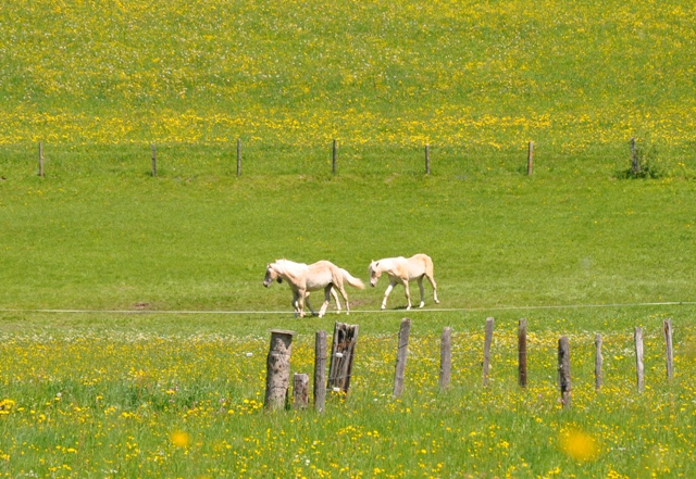 Pferde in Saalfelden