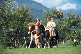 Pferde in Saalfelden
